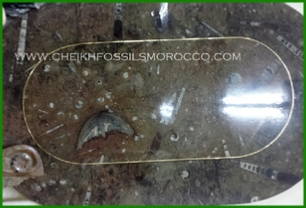 www.cheikhfossilsmorocco.com