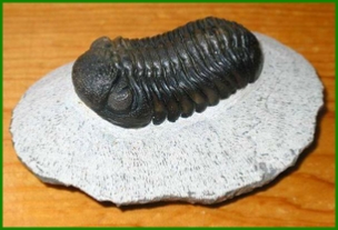 www.cheikhfossilsmorocco.com