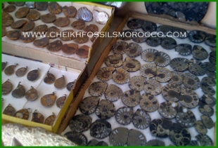 www.cheikhfossilsmorocco.com