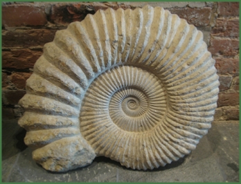 www.cheikhfossilsmorocco.com