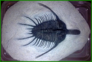 www.cheikhfossilsmorocco.com