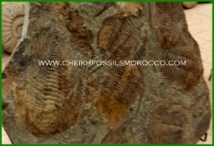 www.cheikhfossilsmorocco.com