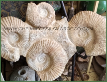 www.cheikhfossilsmorocco.com