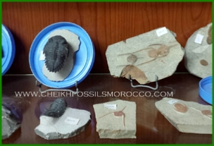 www.cheikhfossilsmorocco.com