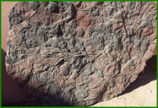 www.cheikhfossilsmorocco.com