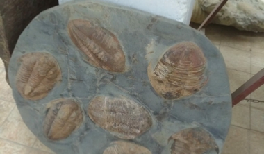 Cheikh Fossils Morocco