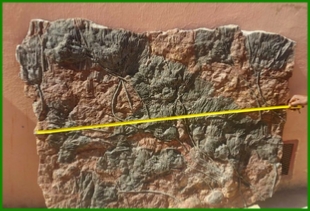 www.cheikhfossilsmorocco.com