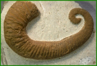 www.cheikhfossilsmorocco.com