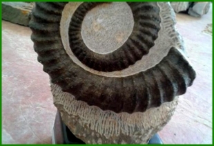 www.cheikhfossilsmorocco.com