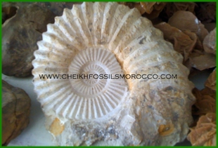 www.cheikhfossilsmorocco.com