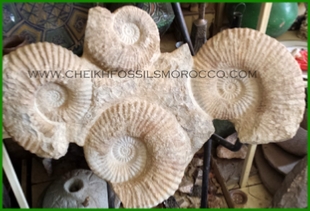 www.cheikhfossilsmorocco.com