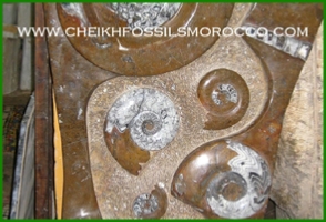 www.cheikhfossilsmorocco.com