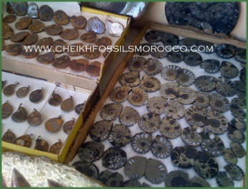 www.cheikhfossilsmorocco.com