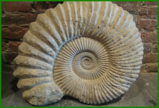 www.cheikhfossilsmorocco.com