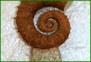 www.cheikhfossilsmorocco.com