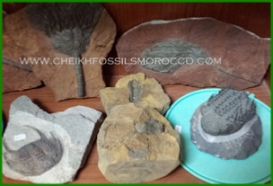 www.cheikhfossilsmorocco.com