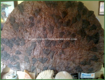 www.cheikhfossilsmorocco.com