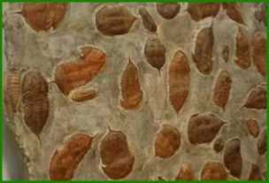 www.cheikhfossilsmorocco.com