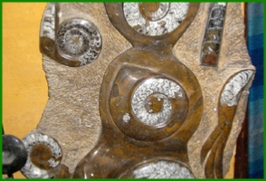 www.cheikhfossilsmorocco.com