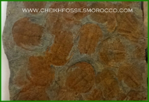 www.cheikhfossilsmorocco.com