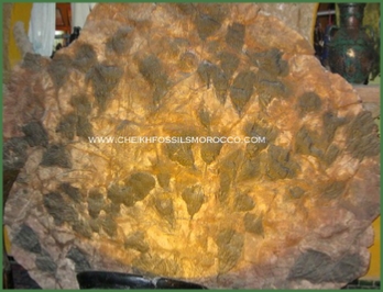 www.cheikhfossilsmorocco.com