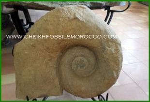 www.cheikhfossilsmorocco.com