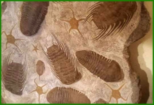 www.cheikhfossilsmorocco.com