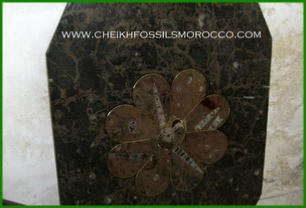 www.cheikhfossilsmorocco.com