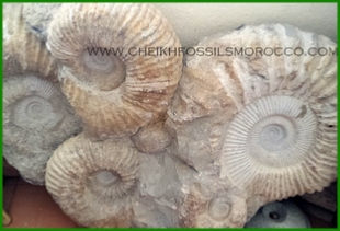 www.cheikhfossilsmorocco.com