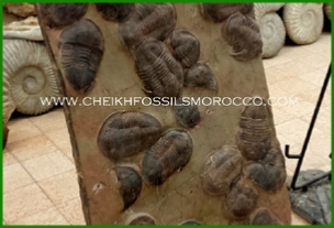 www.cheikhfossilsmorocco.com