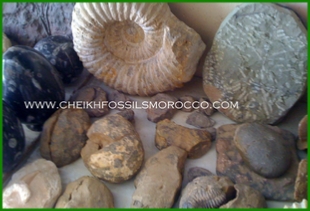 www.cheikhfossilsmorocco.com