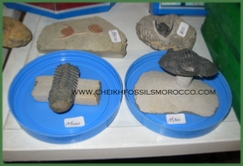 www.cheikhfossilsmorocco.com