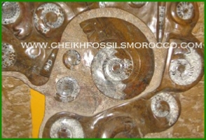 www.cheikhfossilsmorocco.com