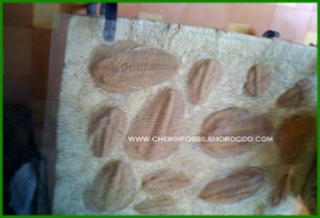 www.cheikhfossilsmorocco.com