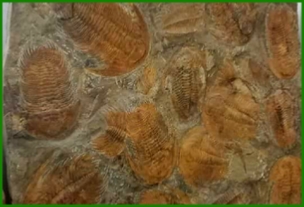 www.cheikhfossilsmorocco.com