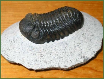 www.cheikhfossilsmorocco.com