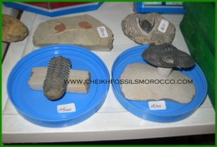 www.cheikhfossilsmorocco.com