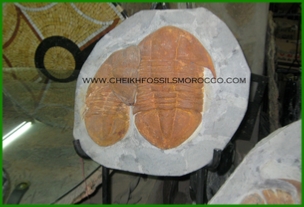 www.cheikhfossilsmorocco.com