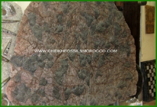 www.cheikhfossilsmorocco.com