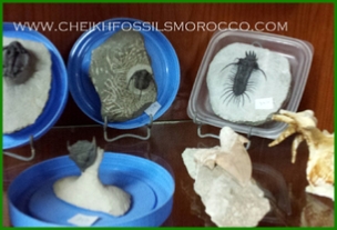 www.cheikhfossilsmorocco.com