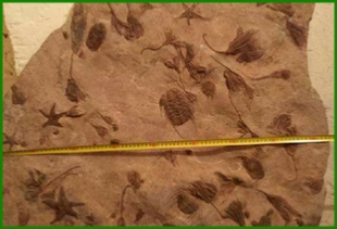 www.cheikhfossilsmorocco.com