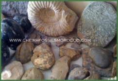 www.cheikhfossilsmorocco.com