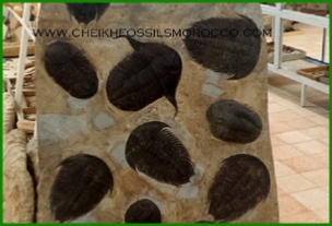 www.cheikhfossilsmorocco.com