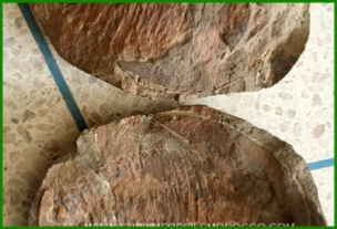 www.cheikhfossilsmorocco.com