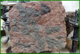 www.cheikhfossilsmorocco.com