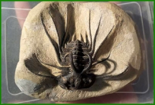 www.cheikhfossilsmorocco.com