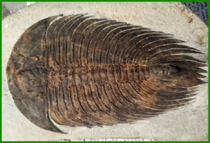 www.cheikhfossilsmorocco.com