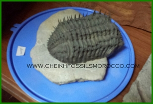 www.cheikhfossilsmorocco.com