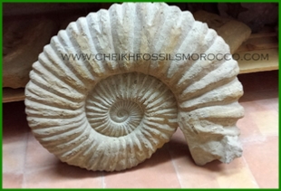 www.cheikhfossilsmorocco.com