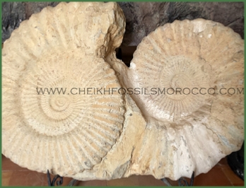 www.cheikhfossilsmorocco.com